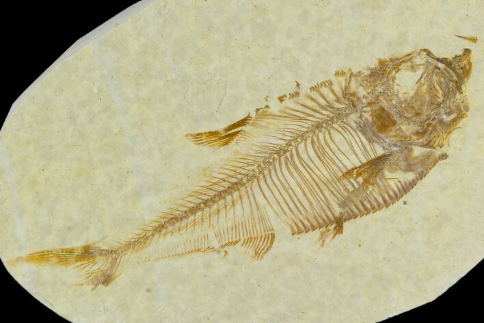 Bargain, Fossil Fish (Diplomystus) - Green River Formation #120663